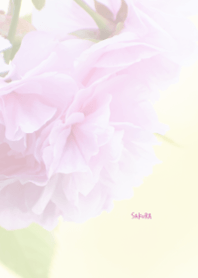 Japanese SAKURA Theme ver.Japan 28