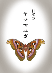 Japanese Silk Moths