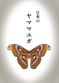 日本のヤママユガ
