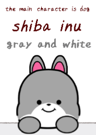 shibainu dog theme2 gray and white