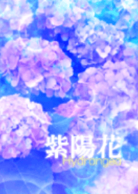 Colorful shiny Hydrangea