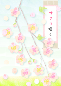 The bloom cherry tree.