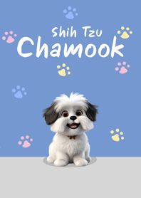 Shih Tzu : Chamook