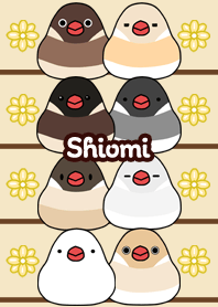 Shiomi Round and cute Java sparrow