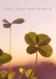 4-Leaf Clover Photo #9-24Not AI