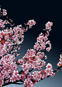 Sakura of spring