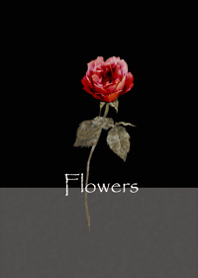Simple rose2..