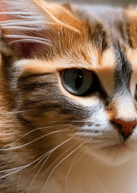 Cats run wild #CNWF219.