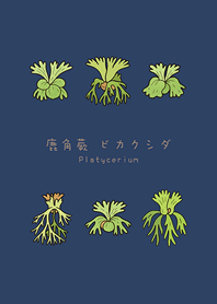 เฟิร์นเขากวางของฉัน(สีน้ำเงินเข้ม)