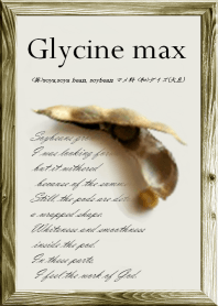 大豆~学名:Glycine max~