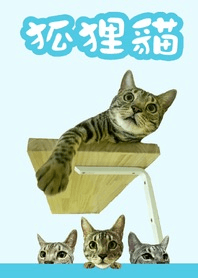 狐狸貓