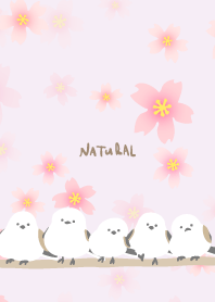 Long-tailed Tit cherry blossoms bloom9 J