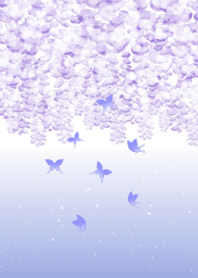 紫藤和蝴蝶