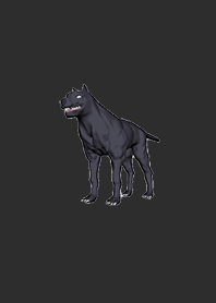 Black Dog 2020