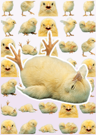 小雞真人表演 淺紫色
