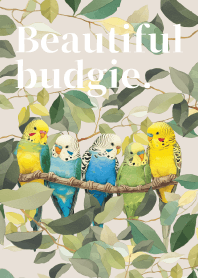 Beautiful budgie.