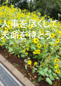 sunflower and effort