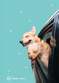 幸福的台灣犬