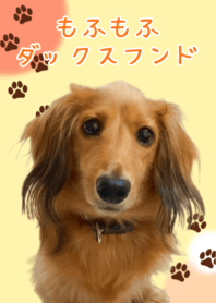 モフモフミニチュアダックスフンド