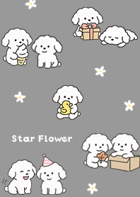 Star Flower and Toy Poodle 01_2