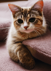 Nyanko Great Runaway＃beju1514。