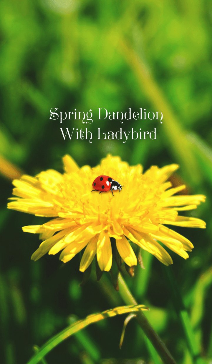 Spring Dandelion With Ladybird