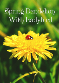 Spring Dandelion With Ladybird