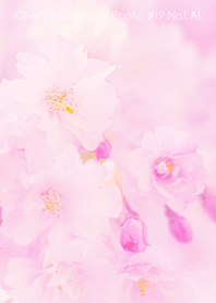 Cherry Blossoms Photo #19-10 NotAI