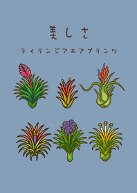 我養的空氣鳳梨開花期(莫蘭迪藍色)