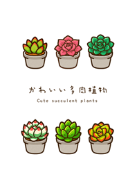 我養的多肉植物(純白色)