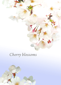 Imagens da bela sakura