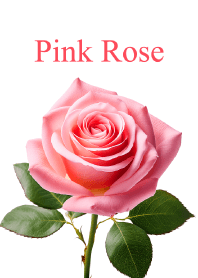 "Pink Rose vol.2" theme