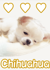 Theme of cute cute Chihuahua