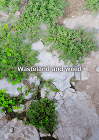 Wasteland and weed-荒れ地と雑草