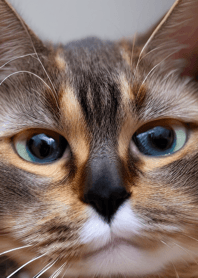 nyanko great runaway#mptba027