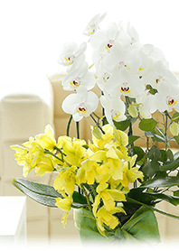theme【flower】05