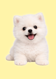 Tema Boneka Pomeranian Putih Yellow 05
