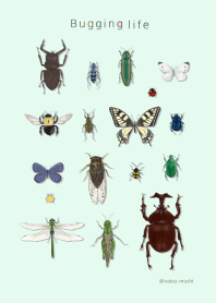 Bug Lovers !