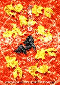 Goldfish of money luck Lucky number 81