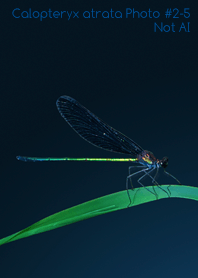 Calopteryx atrata Photo#2-5Not AI
