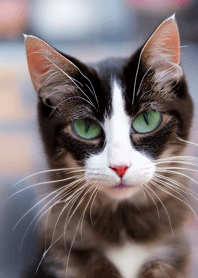 Nyanko Great Runaway#Beju157.