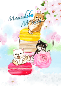 豆柴マカロン4（桜、柴犬、春）