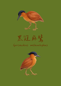 呆萌可愛的黑冠麻鷺(抹茶綠色)