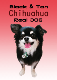 Real DOG Chihuahuas SORA