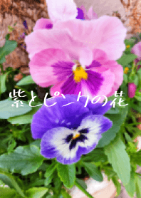 MURASAKITOPINKNOHANA