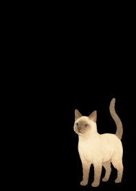 Siamese cat holiday black