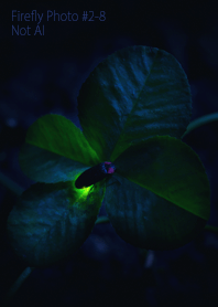 Firefly Photo #2-8Not AI