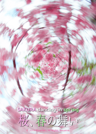 Sakura dancing in spring 2