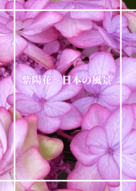 紫陽花-日本の風景2