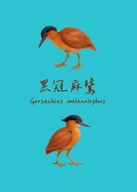 呆萌可愛的黑冠麻鷺(薄荷藍色)